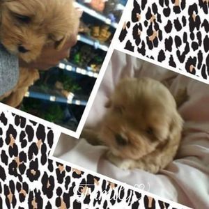 Meet your Posher, Troy